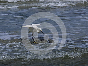 Closeup of a Snowy Egret with Wings Raised