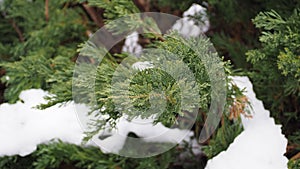 Closeup of snowy green branches of a fir tree