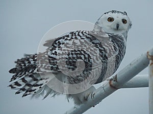 Closeup of snowy owl, Bubo scandiacus