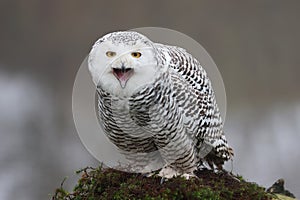 closeup of snowy owl Bubo scandiacus