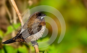 Closeup of a Society finch perched on a tree branch
