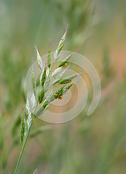 Closeup of Soft brome Bromus hordeaceus - Bull grass, Soft cheat, Soft chess