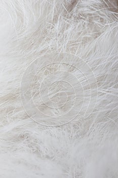 Closeup soft cat fur blurred background. Blur white wool cat texture