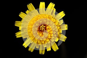 Closeup of soft-focused isolated yellow dandelion flower