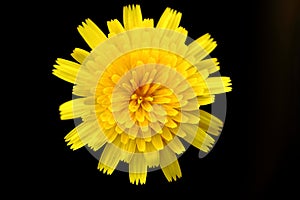 Closeup of soft-focused isolated yellow dandelion flower