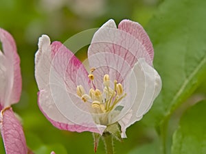 Closeup of a soft pink aplle blossom