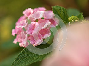 Closeup soft pink Lantana lantana camara linn flower in garden with green leaf in garden with blurred background