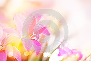 Soft pink rain lilly flower romance background