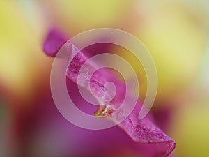 Closeup soft purple ,yellow petal of orchid flower in garden and soft focus and blurred for background ,nature background