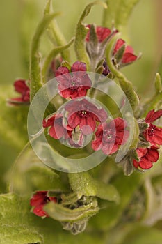 Closeup on a soft red flowering houndstongue, houndstooth, dog\'s tongue or gypsy flower Cynoglossum officinale