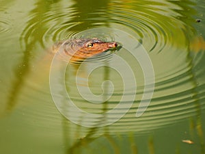 Closeup of a Softshell Turtle photo