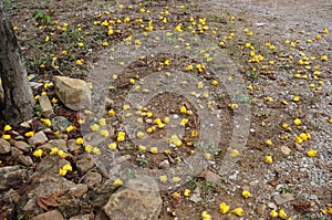 Closeup of soil background covered with yellow color of flowers