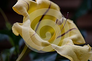 Closeup of the Solandra maxima