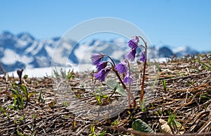 Closeup of soldanella alpina flowers, blurry mountain background with snow photo