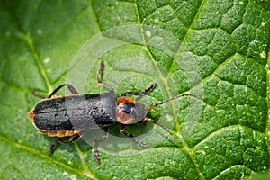 Closeup of a Soldier beetle photo