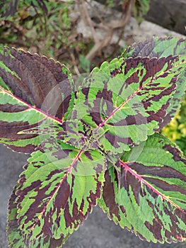 Closeup of Solenostemon, commonly known coleus, houseplant with beautiful leaves color