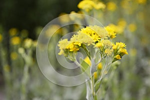 Solidago rigida with yellow flowers flowers photo