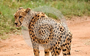 Closeup of a solitary African cheetah standing in the bushveld