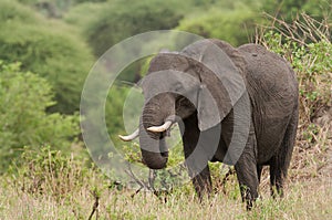 Closeup of a solitary African Elephant