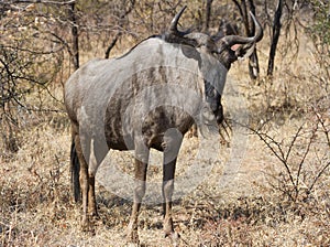 Closeup of solitary blue wildebeest gnu standing in the thick bushveld