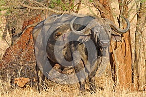 Closeup of a solitary Cape Buffalo