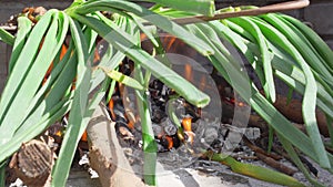 Closeup of some calcots, sweet onions typical of Catalonia, being cooked in a barbecue