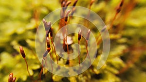 Closeup of some dosh