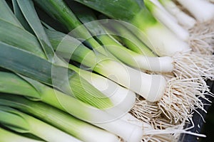 Closeup of some fresh Leeks with the white bulb and roots