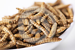 Edible fried worms