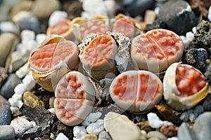 Closeup on some light red colored living stones, Lithops karasmonana