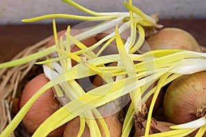 Closeup of some onions with long green and yellow shoots