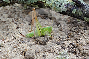 Closeup of a song grasshopper (Tettigonia cantans) in its natural habitat photo