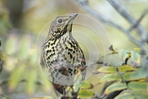 Closeup of a Song thrush Turdus philomelos bird eating berries