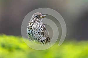 Closeup of a Song thrush Turdus philomelos bird singing in a tree
