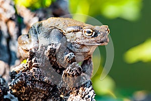 Closeup Of Sonoran Desert Toad On Rock