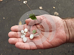 Closeup Sorbus koehneana Koehne mountain ash in man hand photo