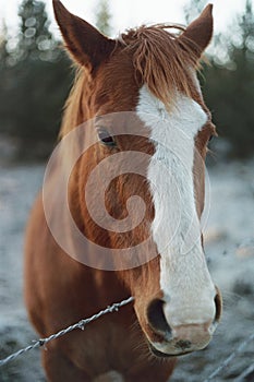 Closeup of Sorrel Horse Head with White Stripe on Face, Selective Focus