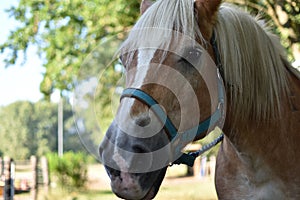 Closeup of a sorrel horse outdoors in the countrysi