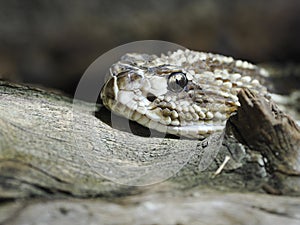Closeup South American rattlesnake
