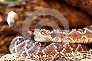 Closeup Of South American Rattlesnake By Rock