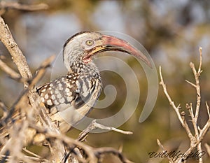 Closeup of a Souther Red Billed Hornbill with a blurry background in Zimbabwe