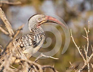 Closeup of a Souther Red Billed Hornbill with a blurry background in Zimbabwe photo