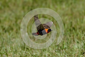 Closeup of a Southern red bishop, Euplectes orix flying close to the green grass