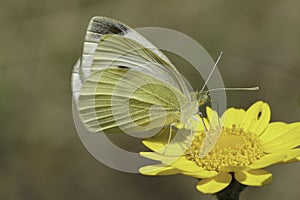 Closeup on a Southern Small White butterfly, Pieris mannii, on a yellow flower