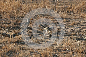 Closeup of southern yellow-billed hornbills (Tockus leucomelas) on ground in Sabi Sands South Africa