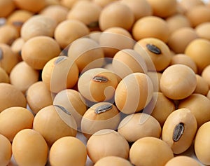 Closeup of soy beans