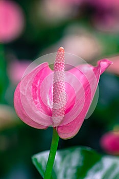 Closeup on spadix flower.