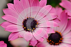 Closeup of a spanish daisy