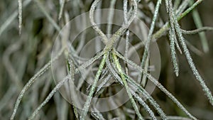 Closeup of spanish moss