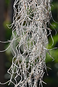 Closeup on Spanish moss epiphytic plant